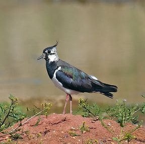 Schaffung von Nistgelegenheiten für Kiebitze
