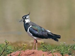 Schaffung von Nistgelegenheiten für Kiebitze